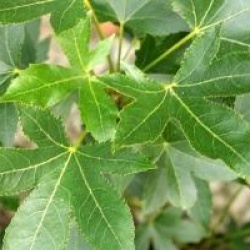 Liquidambar styraciflua 'Oakville' - Liquidambar styraciflua 'Oakville'