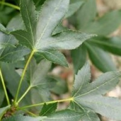 Liquidambar styraciflua 'Oakville'