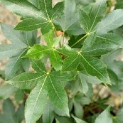 Liquidambar styraciflua 'Oakville'