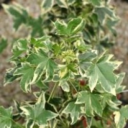 Liquidambar styraciflua 'Silver King'