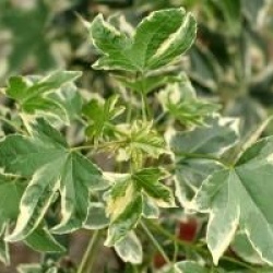 Liquidambar styraciflua 'Silver King'