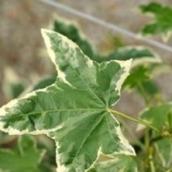 Liquidambar styraciflua 'Silver King'