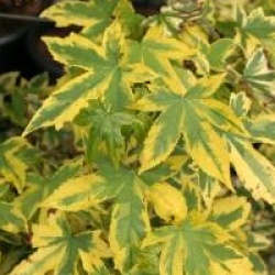 Liquidambar styraciflua 'Golden Treasure'