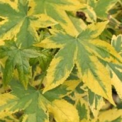 Liquidambar styraciflua 'Golden Treasure'