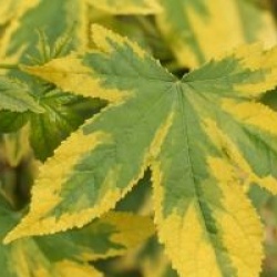 Liquidambar styraciflua 'Golden Treasure'