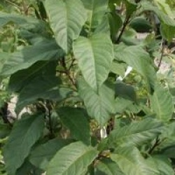 Chionanthus virginicus