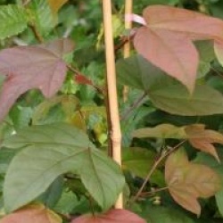 Liquidambar acalycina 