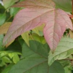 Liquidambar acalycina 