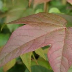 Liquidambar acalycina 