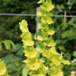 Ulmus x hollandica 'Wredei'