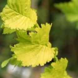 Ulmus x hollandica 'Wredei'