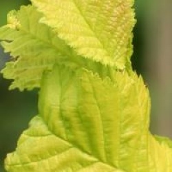 Ulmus x hollandica 'Wredei'