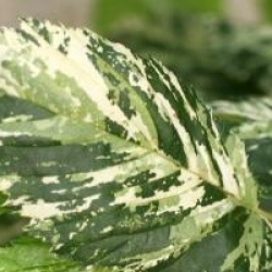 Ulmus minor 'Argenteovariegata'