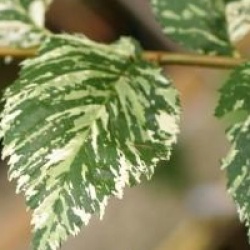 Ulmus minor 'Argenteovariegata'