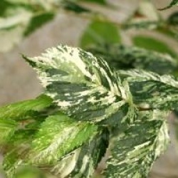 Ulmus minor 'Argenteovariegata'