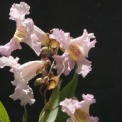 Chitalpa Summer Bells