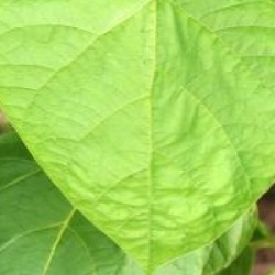 Catalpa ovata 