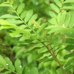 Pterocarya stenoptera  - Pterocarya stenoptera 