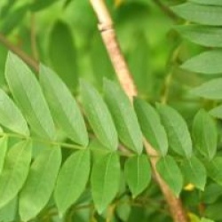 Pterocarya stenoptera 