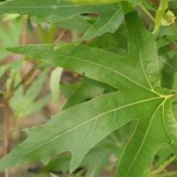 Platanus orientalis f. digitata - Platane � feuilles digit�es