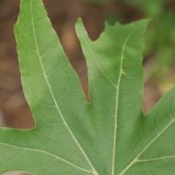 Platanus orientalis f. digitata