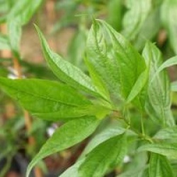 Chitalpa tashkentensis Summer Bells � 'Minsum' 