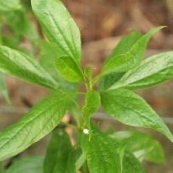 Chitalpa tashkentensis Summer Bells � 'Minsum' 