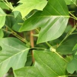 Liriodendron 'Doc Deforce's Delight' - Tulipier Doc Deforce's Delight