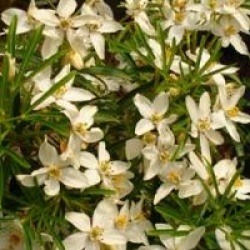 Choisya x dewitteana 'Aztec Pearl'