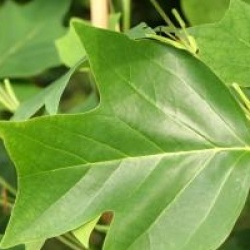 Liriodendron 'Doc Deforce's Delight'