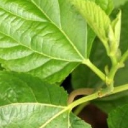 Morus latifolia 'Spirata'