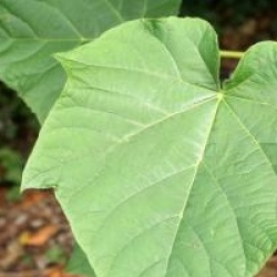 Paulownia fortunei Fast Blue 'Minfast' �
