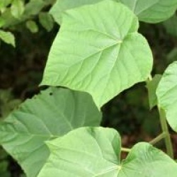 Paulownia fortunei Fast Blue 'Minfast' �