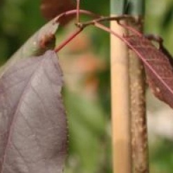 Prunus virginiana 'Shubert'