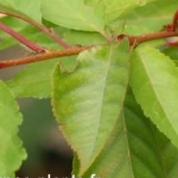 Prunus serrulata var. lannesiana - Prunus serrulata var. lannesiana
