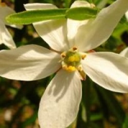 Choisya x dewitteana 'Aztec Pearl'