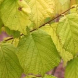 Corylus avellana 'Aurea' - Noisetier � feuillage dor�