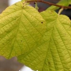 Corylus avellana 'Aurea'