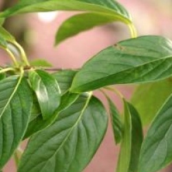 Nyssa sylvatica 'Wild Fire'