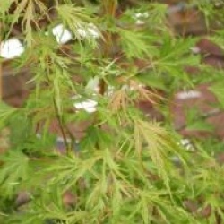 Acer saccharinum 'Born's Gracious'