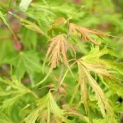 Acer saccharinum 'Born's Gracious'