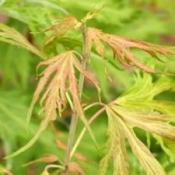 Acer saccharinum 'Born's Gracious'