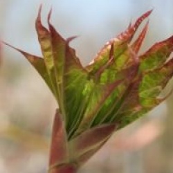 Acer cappadocicum 'Rubrum'