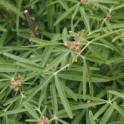 Choisya x dewitteana 'Aztec Pearl'