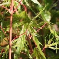 Acer saccharinum 'Born's Gracious'