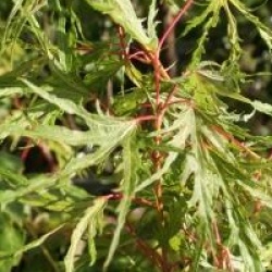 Acer saccharinum 'Born's Gracious'