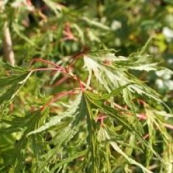 Acer saccharinum 'Born's Gracious'