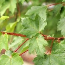 �rable rouge Brandywine