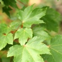 Acer rubrum 'Brandywine'