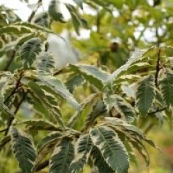 Castanea sativa 'Variegata'